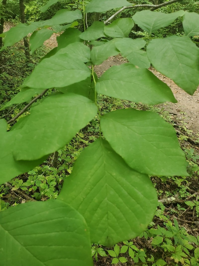 Kentucky Yellowwood photo 4