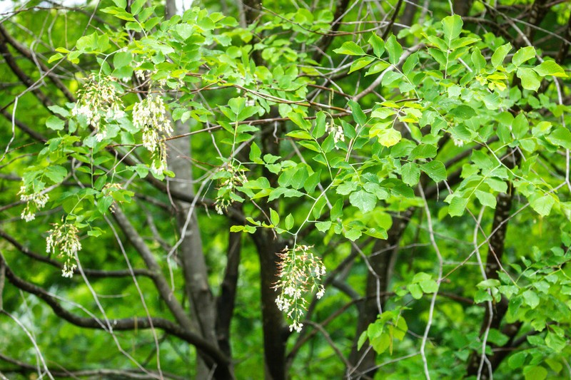 Kentucky Yellowwood photo 5
