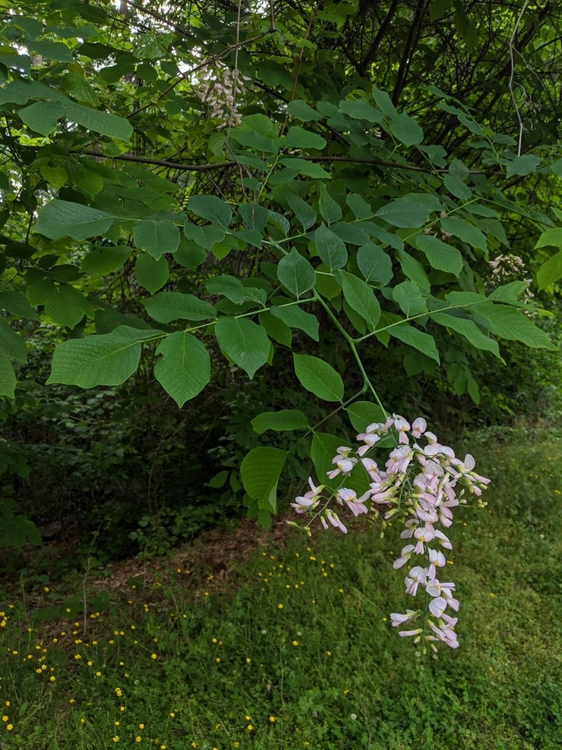 Kentucky Yellowwood photo 6