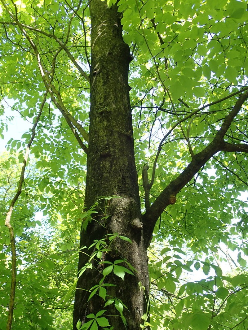 Kentucky Yellowwood photo 7