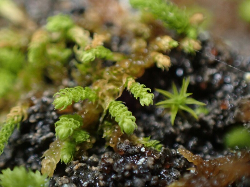 Bolander's Claopodium Moss