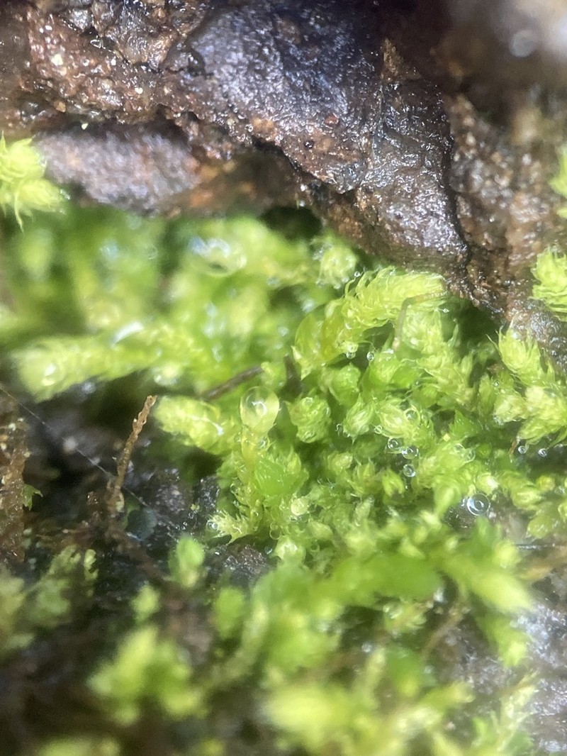 Bolander's Claopodium Moss photo 2