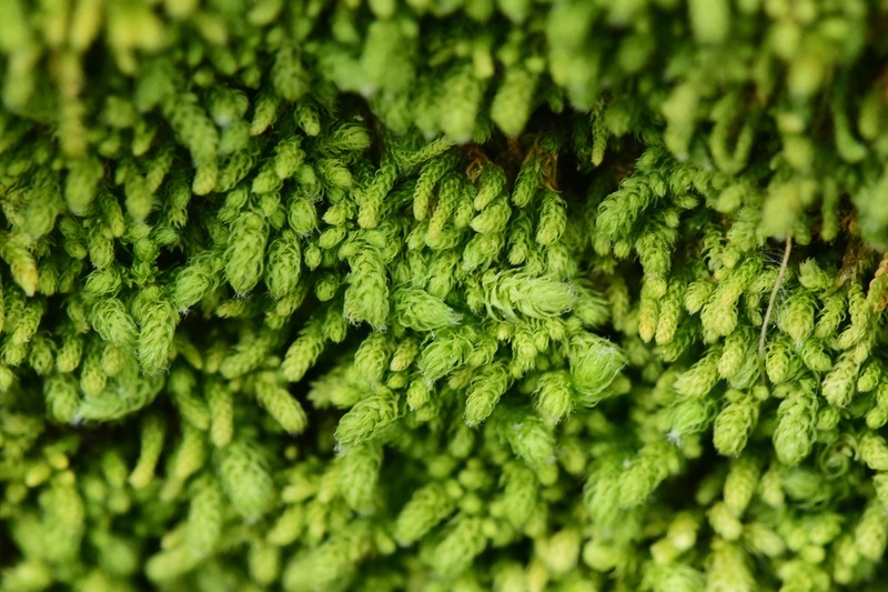 Bolander's Claopodium Moss photo 3
