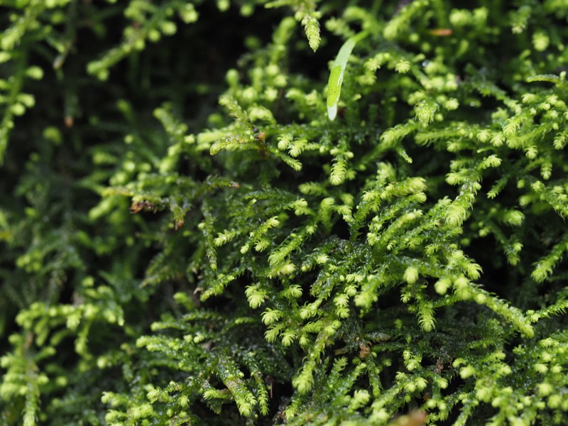 Bolander's Claopodium Moss photo 4