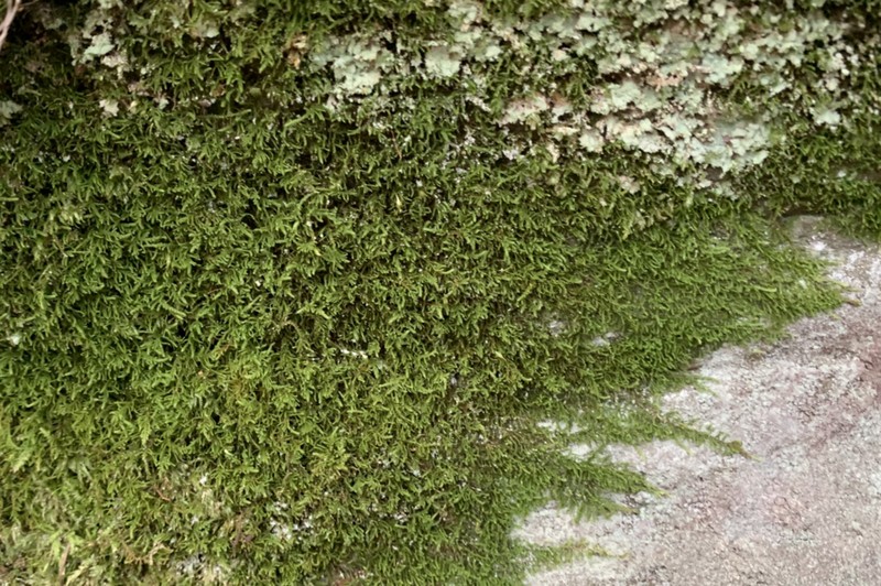 Bolander's Claopodium Moss photo 5