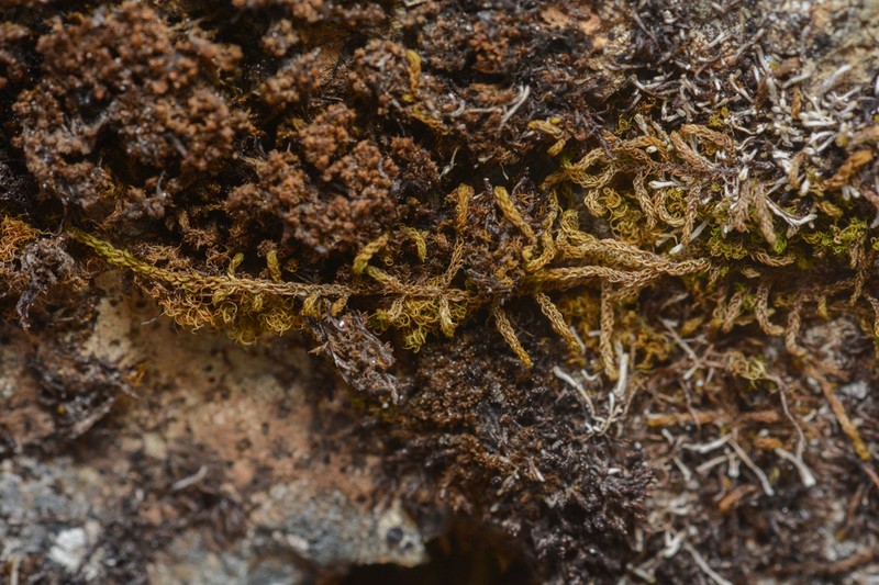 Bolander's Claopodium Moss photo 6