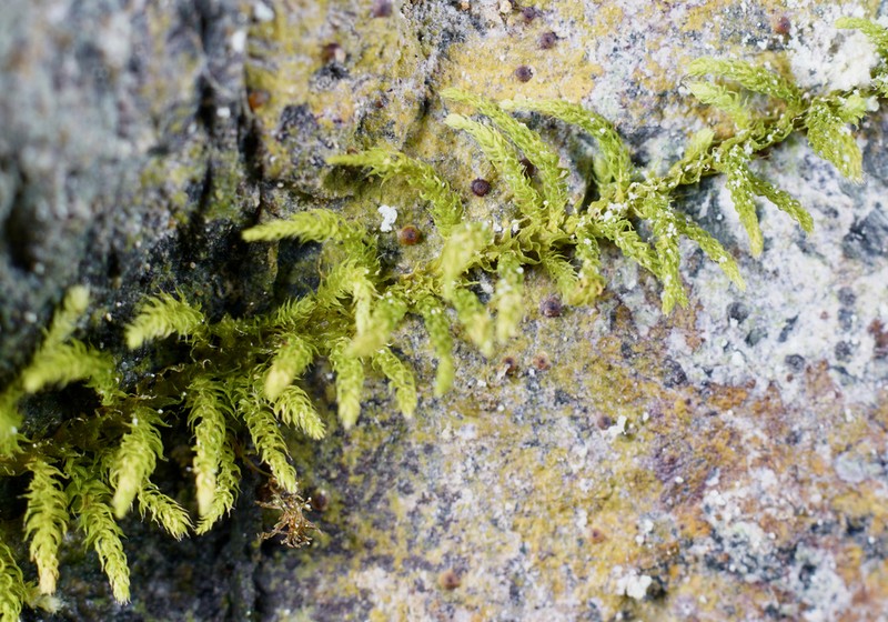 Bolander's Claopodium Moss photo 7
