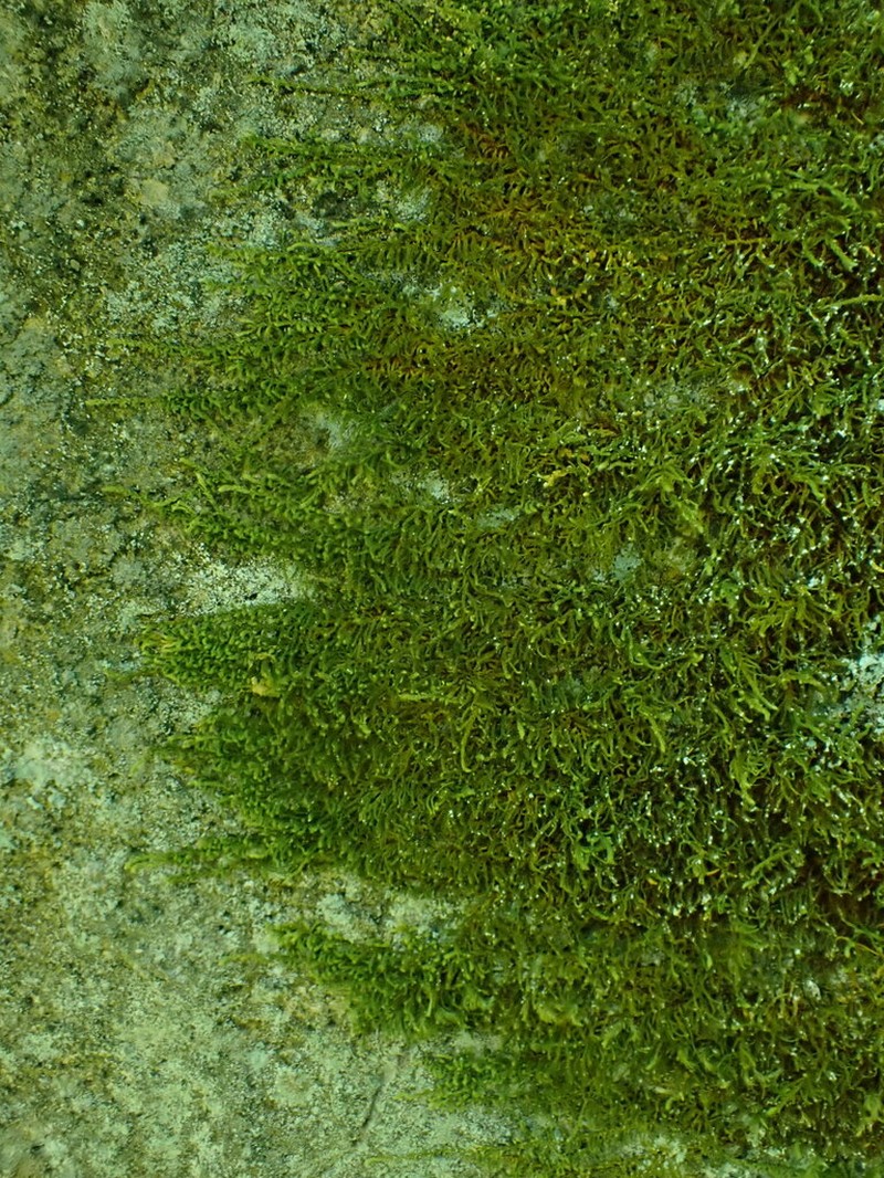 Bolander's Claopodium Moss photo 8