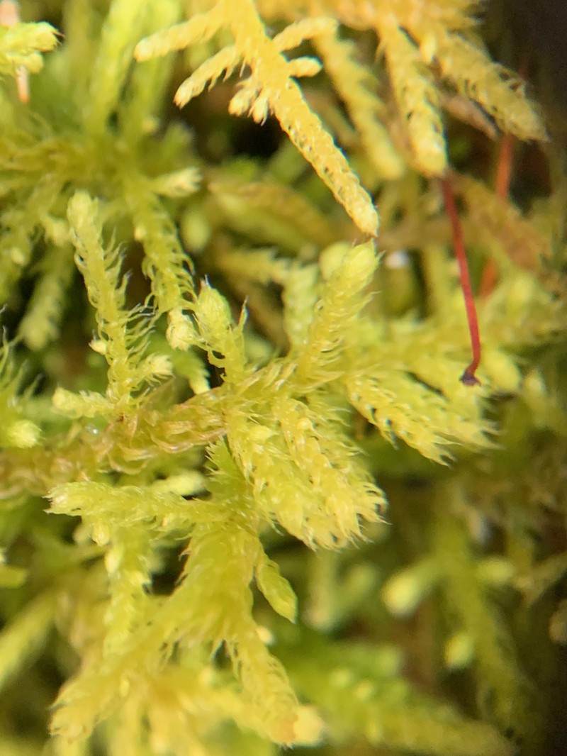 Claopodium Moss