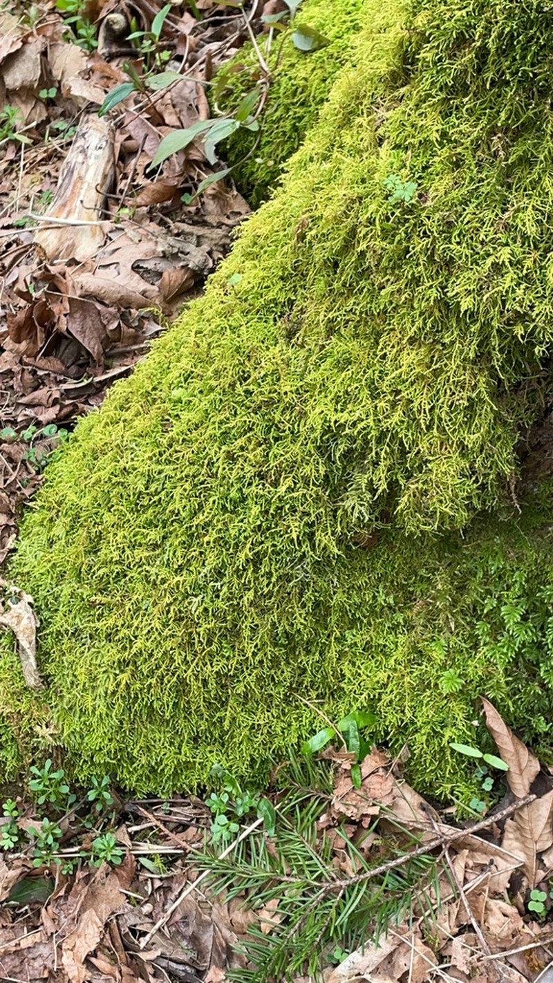 Claopodium Moss photo 2