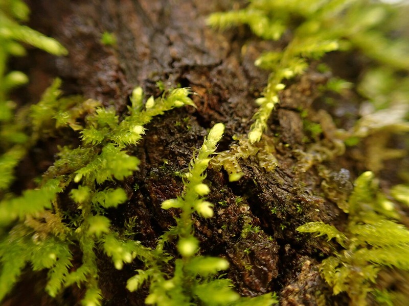 Claopodium Moss photo 3