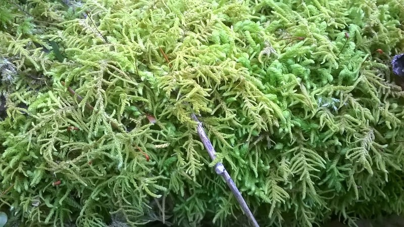 Claopodium Moss photo 4