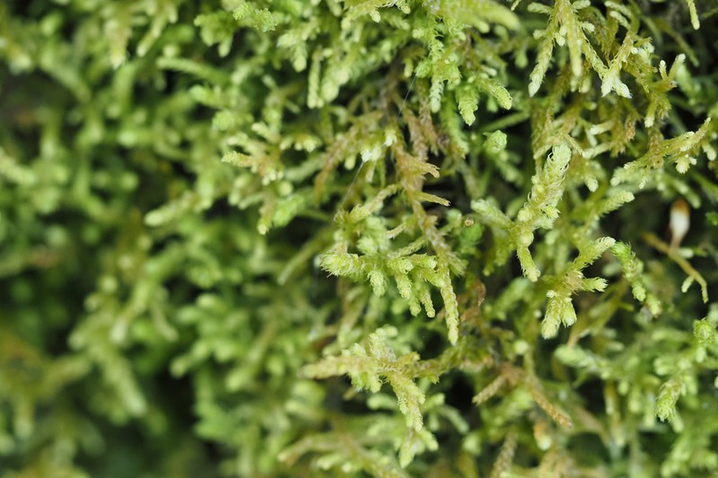 Claopodium Moss photo 5