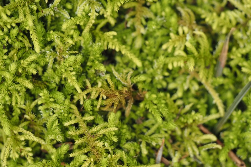 Claopodium Moss photo 6