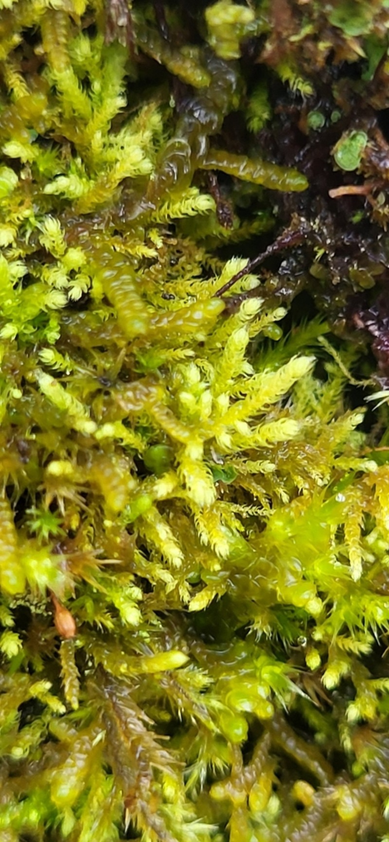 Claopodium Moss photo 7