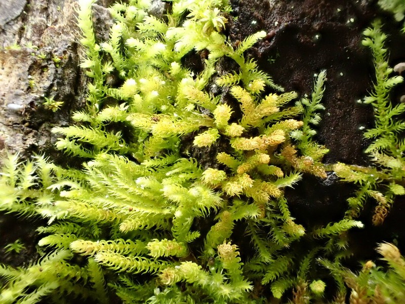 Claopodium Moss photo 8