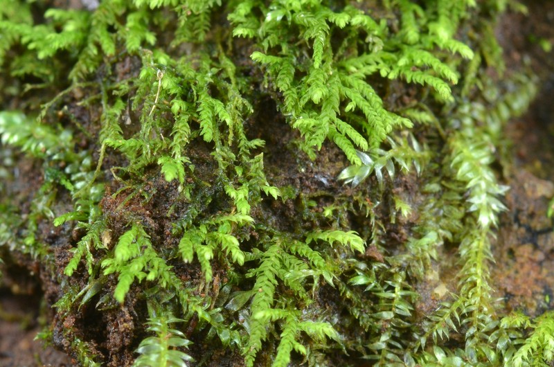 Whipple's Claopodium Moss