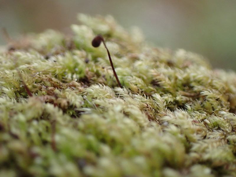 Whipple's Claopodium Moss photo 2