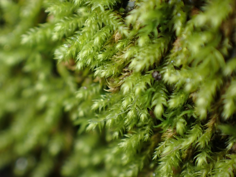 Whipple's Claopodium Moss photo 3
