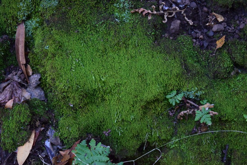 Whipple's Claopodium Moss photo 4