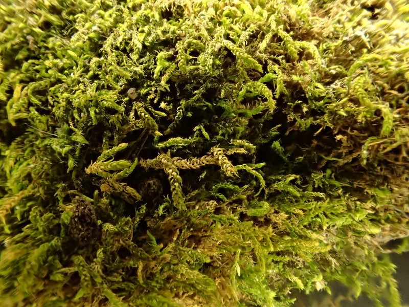 Whipple's Claopodium Moss photo 5