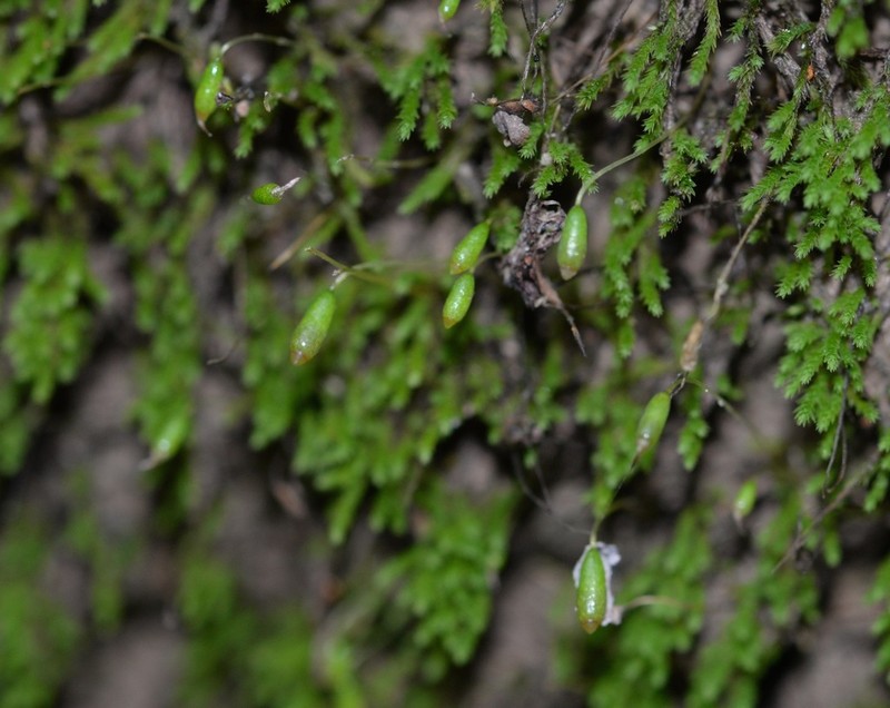 Whipple's Claopodium Moss photo 6