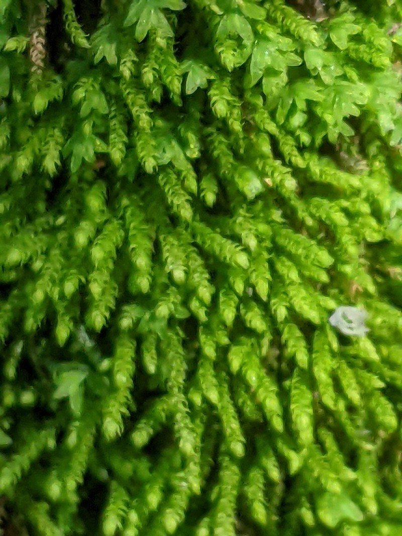 Whipple's Claopodium Moss photo 7