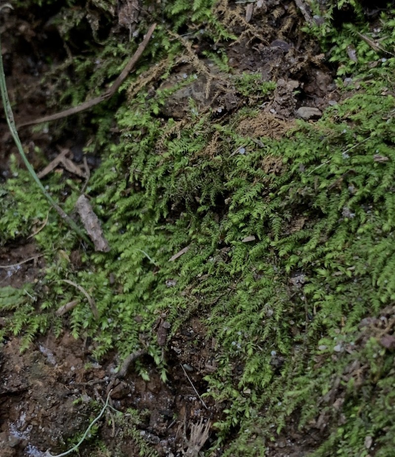 Whipple's Claopodium Moss photo 8
