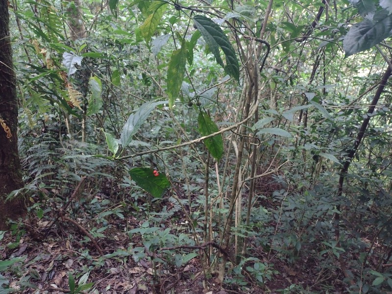 Claoxylon langbiangense
