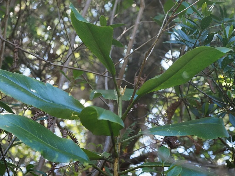 Po'Ola photo 2