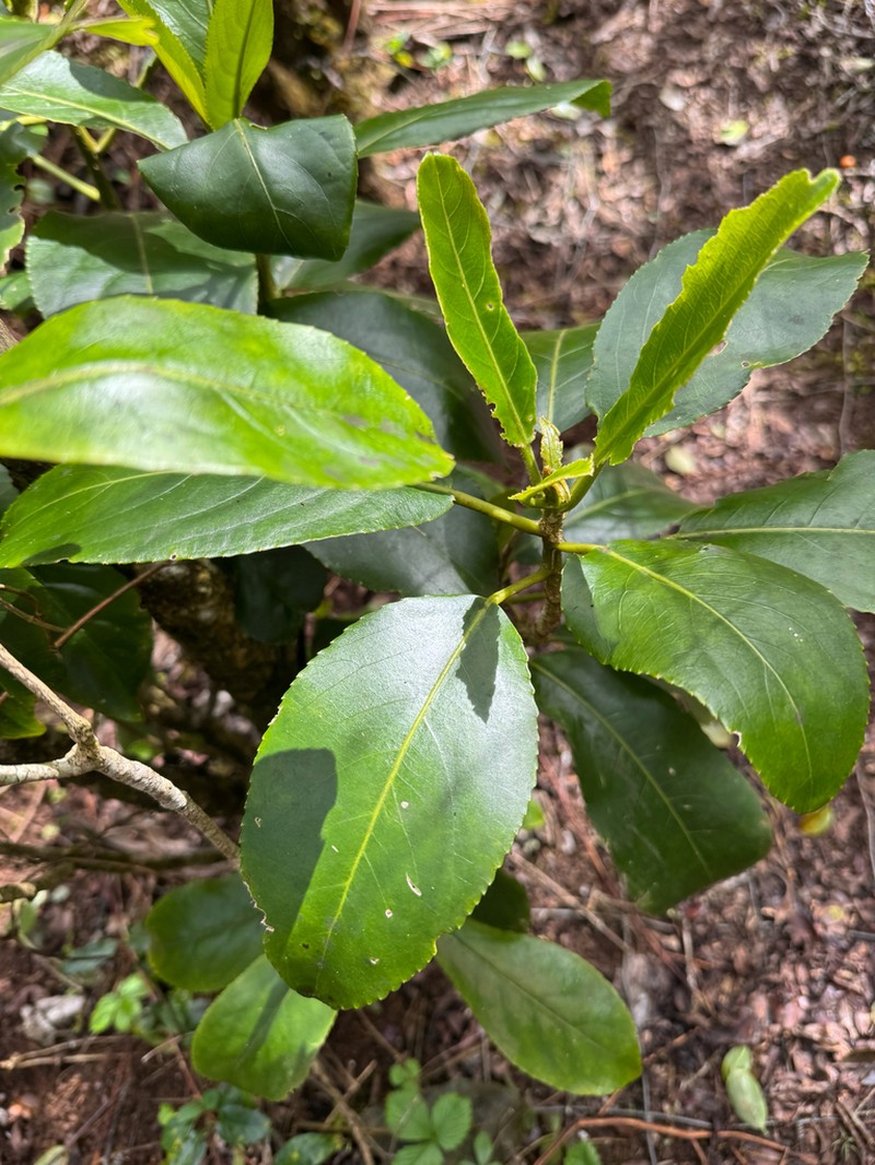 Po'Ola photo 3