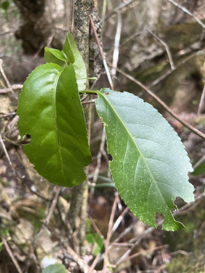Po'Ola photo 4