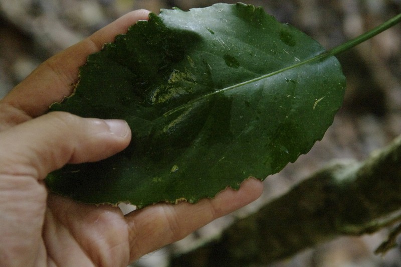 Po'Ola photo 5
