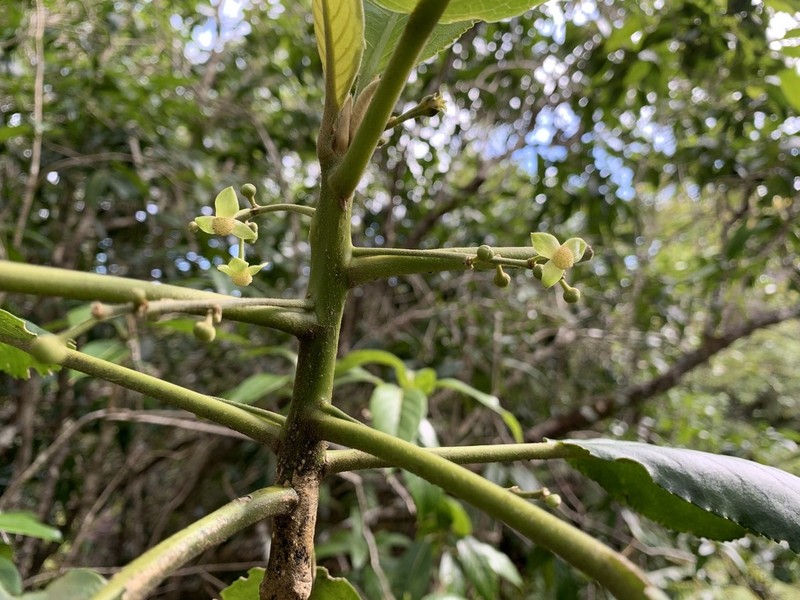 Po'Ola photo 6