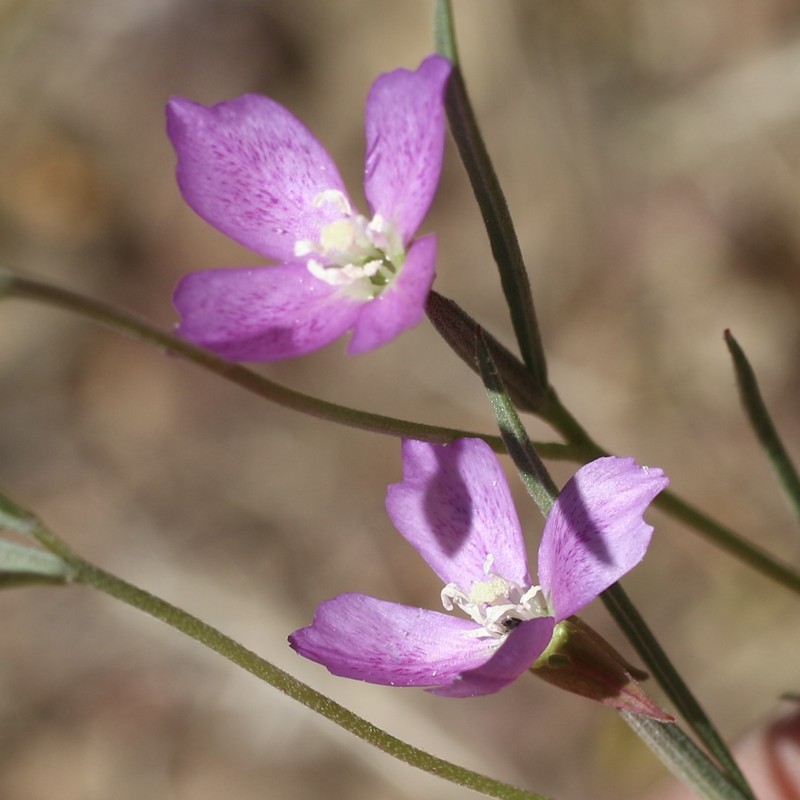 Chaparral Clarkia