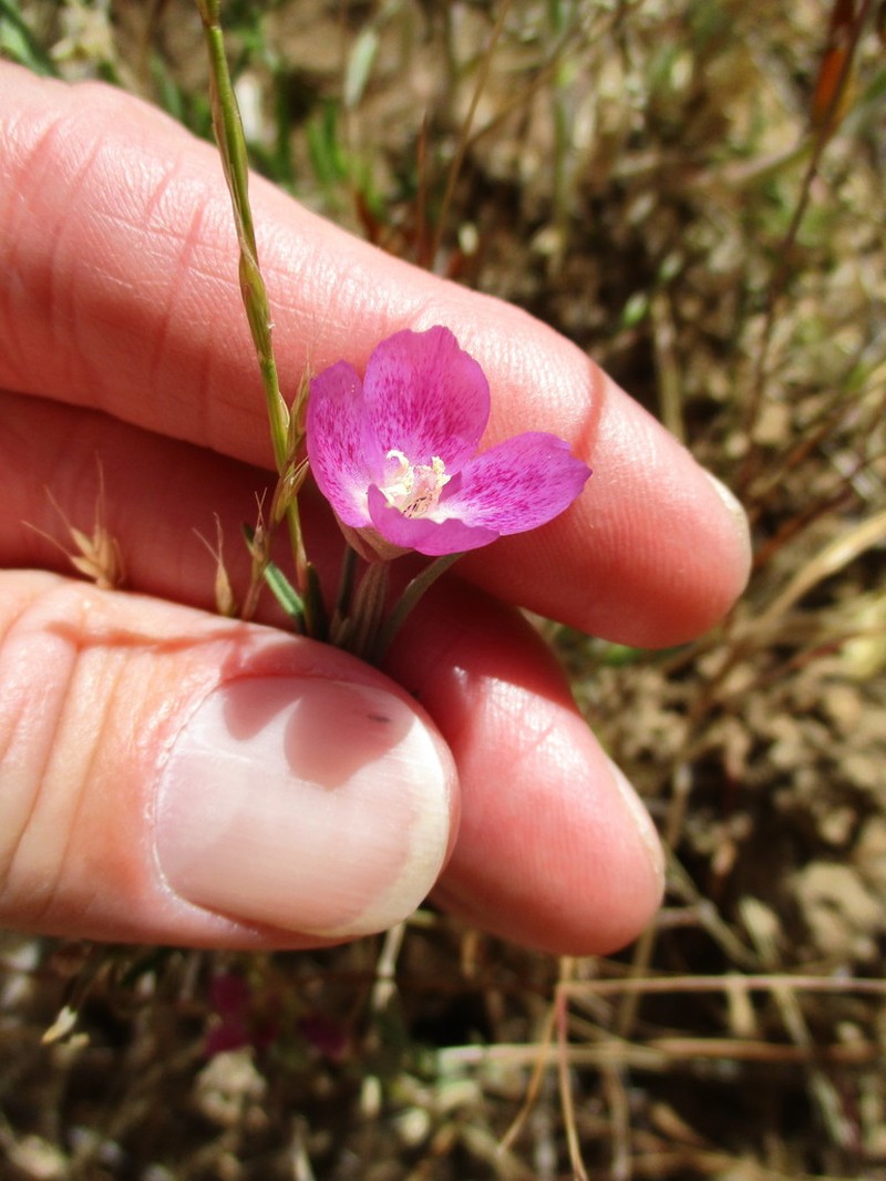 Chaparral Clarkia