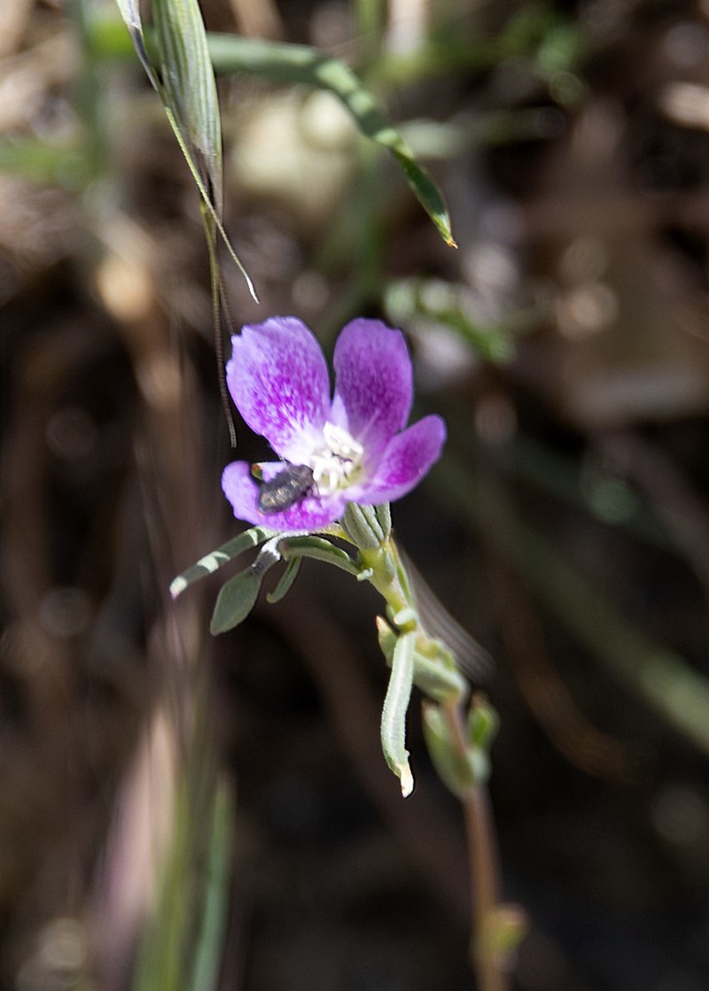 Chaparral Clarkia photo 2