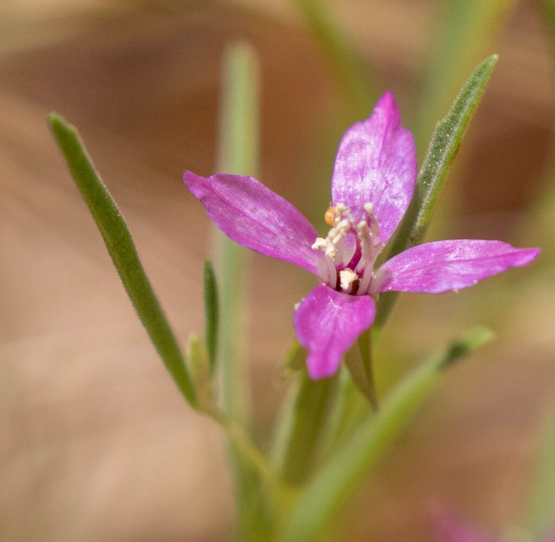Chaparral Clarkia photo 3