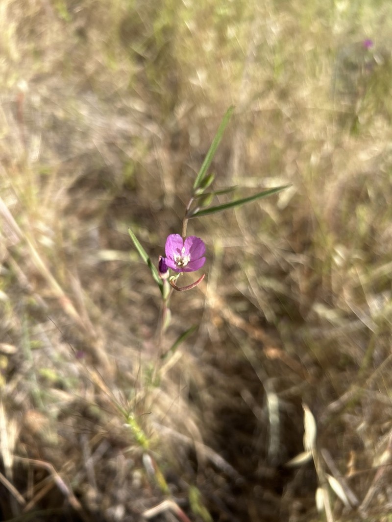 Chaparral Clarkia photo 4