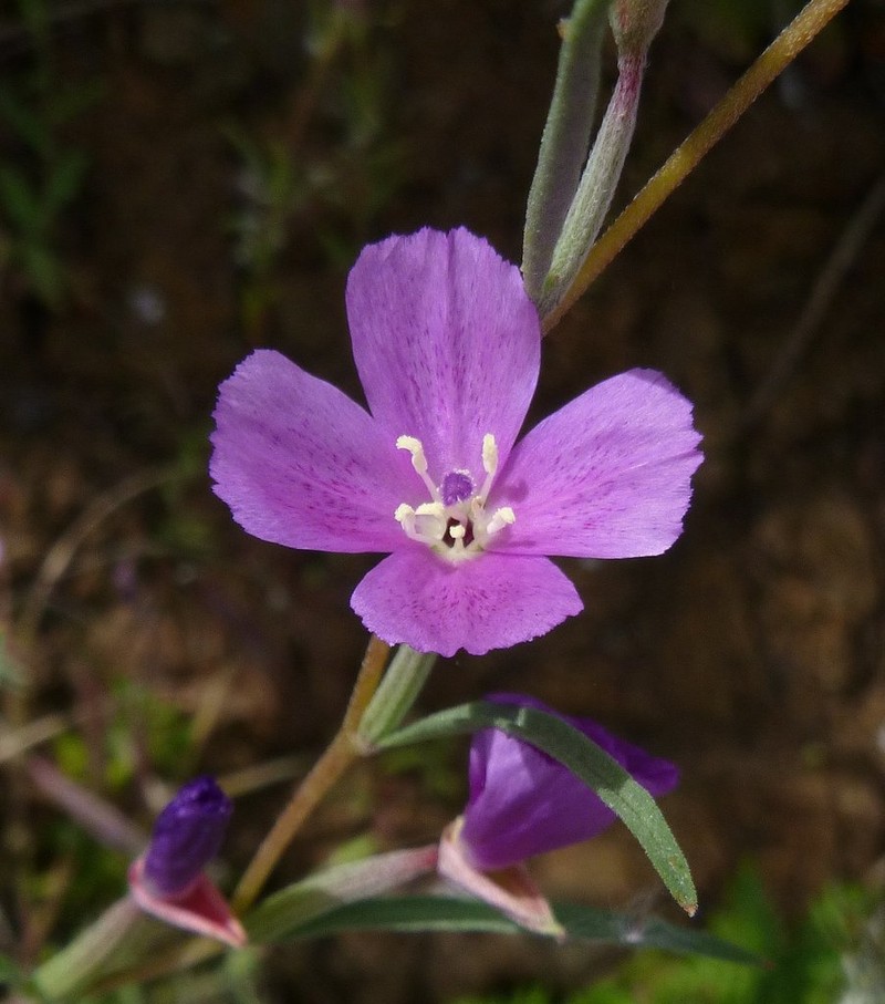 Chaparral Clarkia photo 5