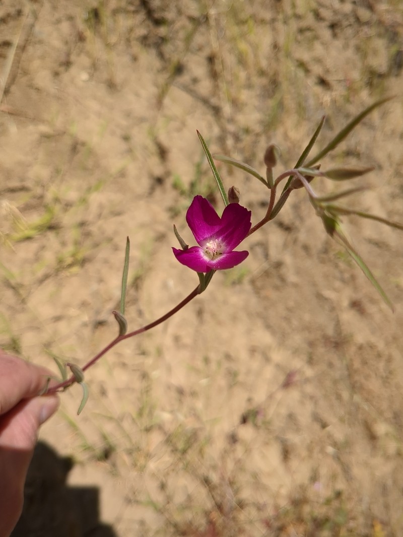 Chaparral Clarkia photo 6