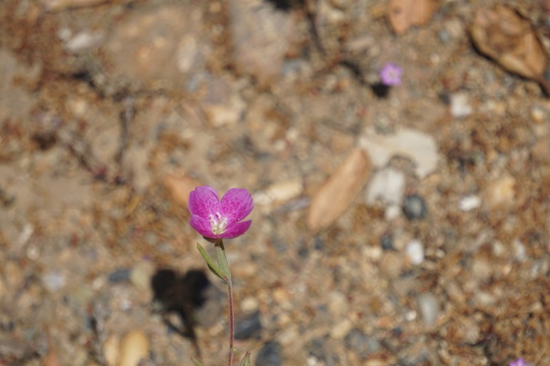 Chaparral Clarkia photo 7