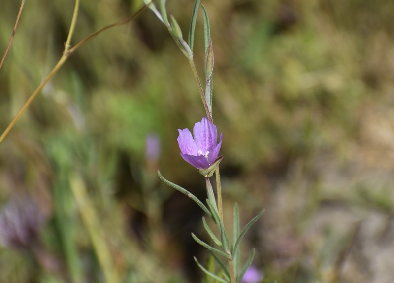 Chaparral Clarkia photo 8