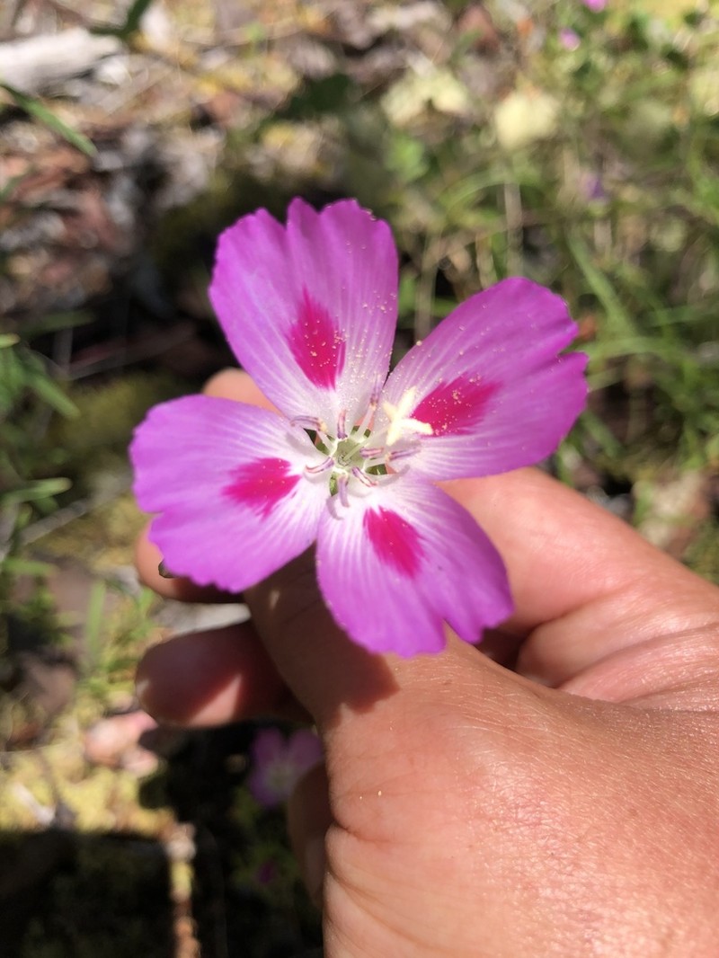 Farewell To Spring photo 4