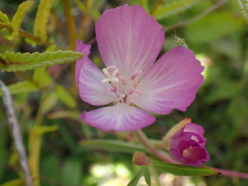 Farewell To Spring photo 5