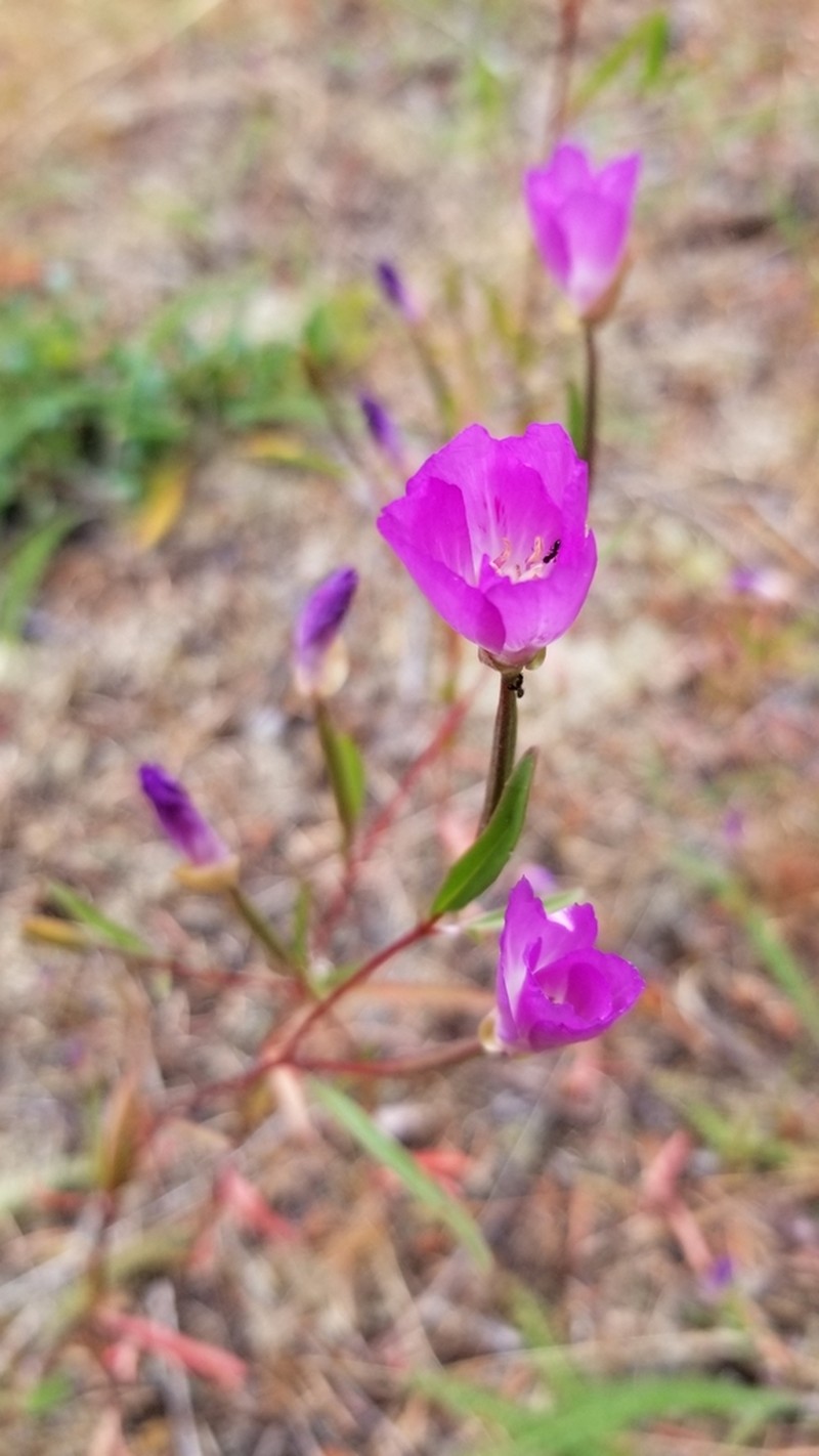 Farewell To Spring photo 6