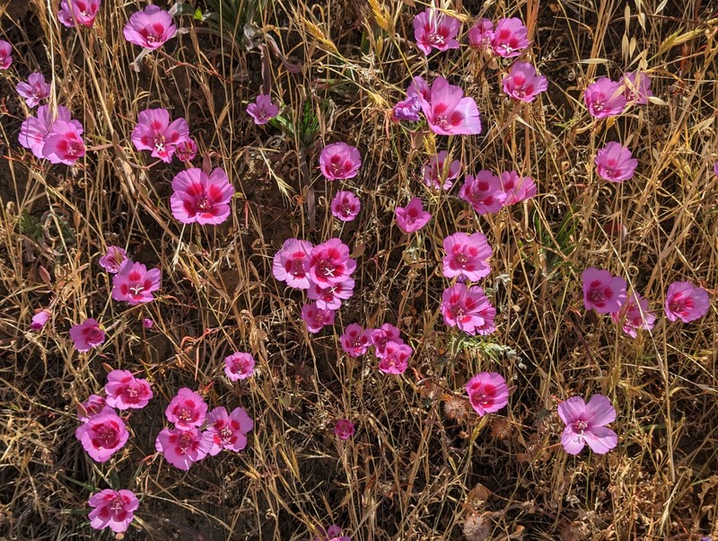 Clarkia amoena subsp. amoena