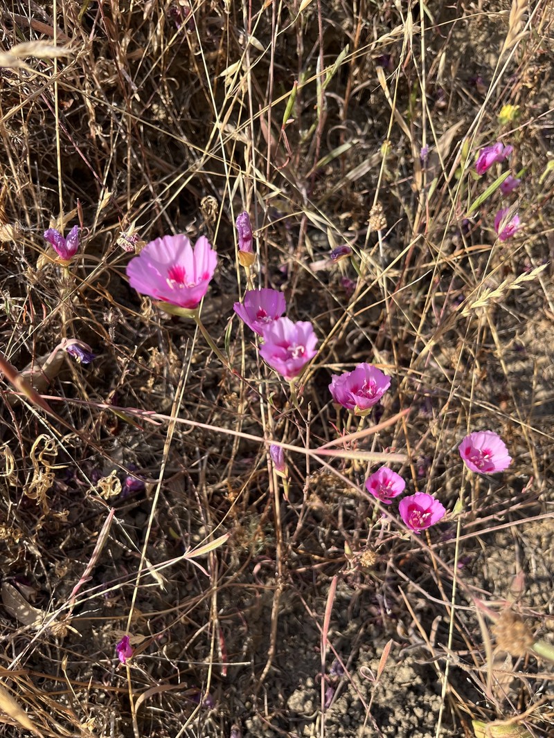 Clarkia amoena subsp. amoena photo 2