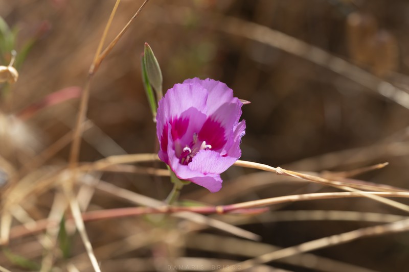Clarkia amoena subsp. amoena photo 3