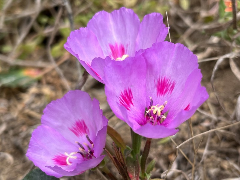 Clarkia amoena subsp. amoena photo 4